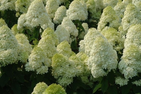 1 gallon - 'Limelight' Panicle Hydrangea (HYDRANGEA P LIMELIGHT) - 1 gallon - 1 gallon