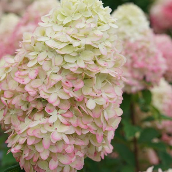 1 gallon - Limelight Prime® Panicle Hydrangea (HYDRANGEA P LIMELIGHT PRIME) - 1 gallon - 1 gallon