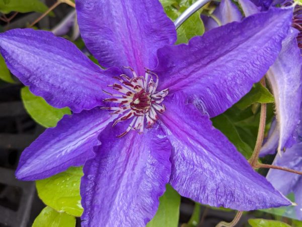 1 gallon - Lindsay™ Clematis (CLEMATIS LINDSAY) - 1 gallon - 1 gallon