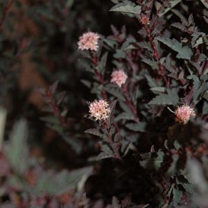 3 gallon 15" - Little Devil™ Ninebark (PHYSOCARPUS O. LITTLE DEVIL) - 3 gallon 15" - 3 gallon 15"
