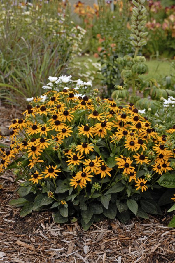 1 gallon - Little Goldstar Black-Eyed Susan (RUDBECKIA FULGIDA LITTLE GOLDSTAR) - 1 gallon - 1 gallon