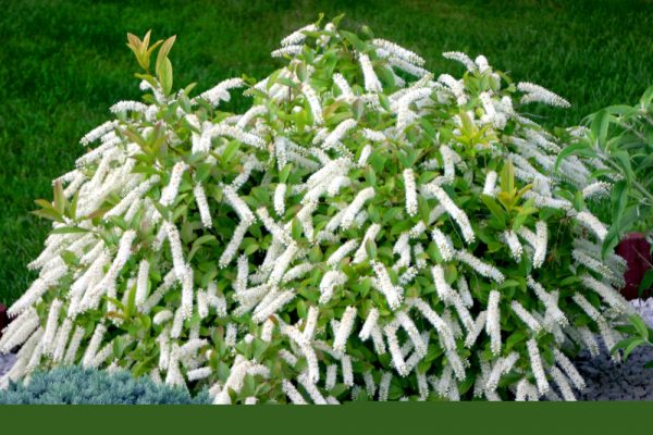 3 gallon 15" - Little Henry® Sweetspire (ITEA VIRGINICA LITTLE HENRY) - 3 gallon 15" - 3 gallon 15"