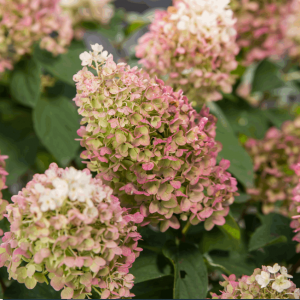 3 gallon - Little Hottie® Panicle Hydrangea (HYDRANGEA P LITTLE HOTTIE) - 3 gallon - 3 gallon