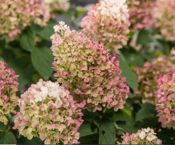 3 gallon - Little Hottie® Panicle Hydrangea (HYDRANGEA P LITTLE HOTTIE) - 3 gallon - 3 gallon