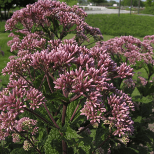 2 gallon - Little Joe™ Compact Joe-Pye Weed (EUPATORIUM DUBIUM LITTLE JOE) - 2 gallon - 2 gallon