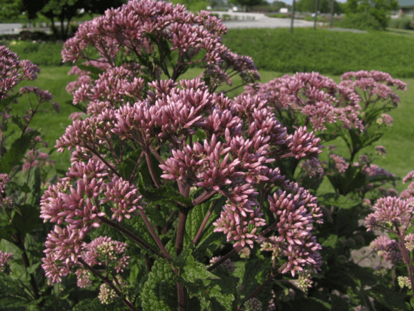 2 gallon - Little Joe™ Compact Joe-Pye Weed (EUPATORIUM DUBIUM LITTLE JOE) - 2 gallon - 2 gallon
