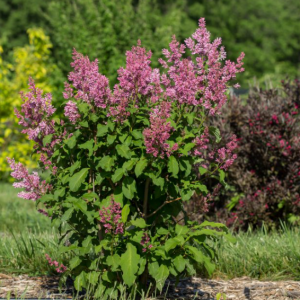 3 gallon - Little Lady™ Lilac (SYRINGA X LITTLE LADY) - 3 gallon - 3 gallon
