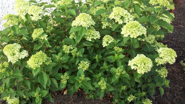 1 gallon - Little Lime® Panicle Hydrangea (HYDRANGEA P LITTLE LIME) - 1 gallon - 1 gallon