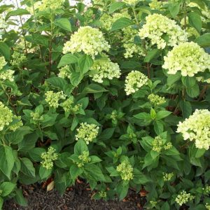 2 gallon - Little Lime® Panicle Hydrangea (HYDRANGEA P LITTLE LIME) - 2 gallon - 2 gallon