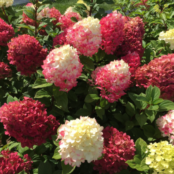 3 gallon - Little Lime Punch® Panicle Hydrangea (HYDRANGEA P LITTLE LIME PUNCH) - 3 gallon - 3 gallon