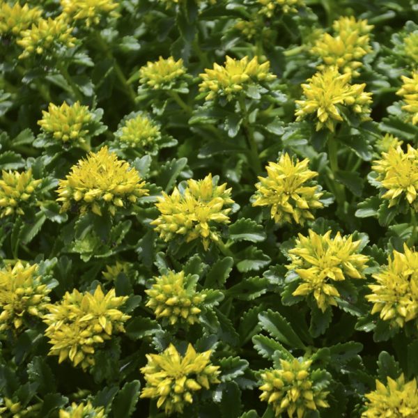 1 gallon - Little Miss Sunshine Stonecrop (SEDUM LITTLE MISS SUNSHINE) - 1 gallon - 1 gallon