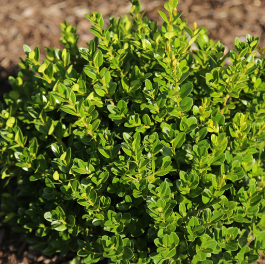 3 gallon 10-12" - Little Missy Boxwood (BUXUS M. LITTLE MISSY) - 3 gallon 10-12" - 3 gallon 10-12"