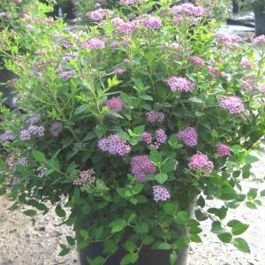 2 gallon 12" - Little Princess Spiraea (SPIRAEA JAP. LITTLE PRINCESS) - 2 gallon 12" - 2 gallon 12"