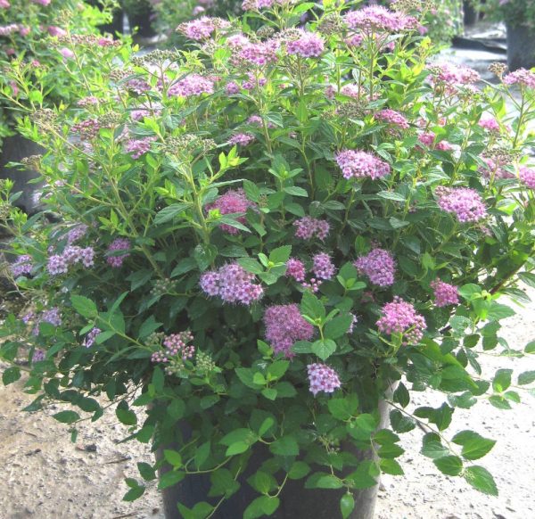 3 gallon 12" - Little Princess Spiraea (SPIRAEA JAP. LITTLE PRINCESS) - 3 gallon 12" - 3 gallon 12"