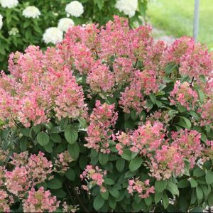 2 gallon - Little Quick Fire® Panicle Hydrangea (HYDRANGEA P LITTLE QUICK FIRE) - 2 gallon - 2 gallon