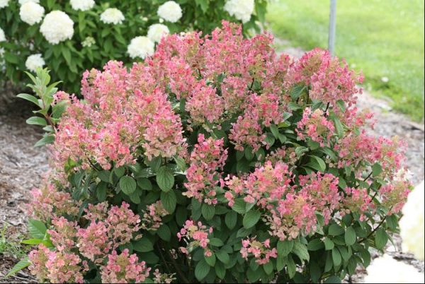 3 gallon - Little Quick Fire® Panicle Hydrangea (HYDRANGEA P LITTLE QUICK FIRE) - 3 gallon - 3 gallon