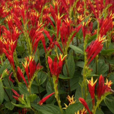 1 gallon - Little Redhead Indian Pink (SPIGELIA M. LITTLE REDHEAD) - 1 gallon - 1 gallon