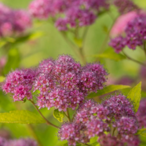 3 gallon 15" - Little Spark® Spirea (SPIRAEA JAP.  LITTLE SPARK) - 3 gallon 15" - 3 gallon 15"