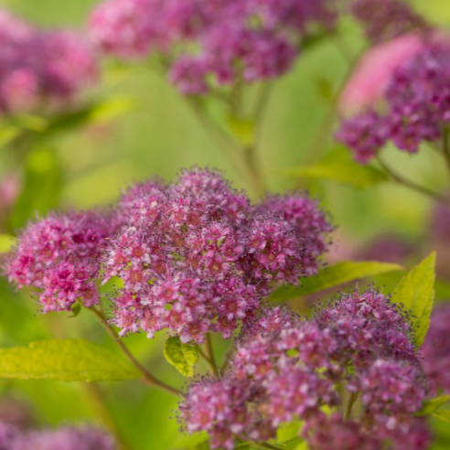 3 gallon 15" - Little Spark® Spirea (SPIRAEA JAP.  LITTLE SPARK) - 3 gallon 15" - 3 gallon 15"