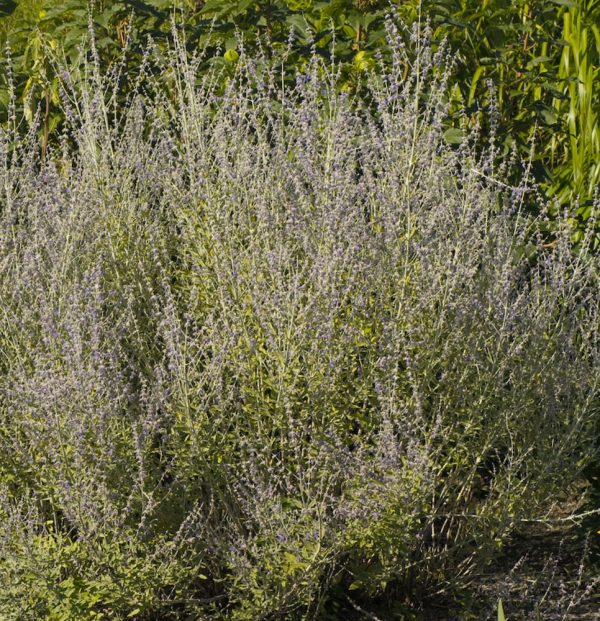 1 gallon - Little Spires Russian Sage (PEROVSKIA ATRIP. LITTLE SPIRES) - 1 gallon - 1 gallon