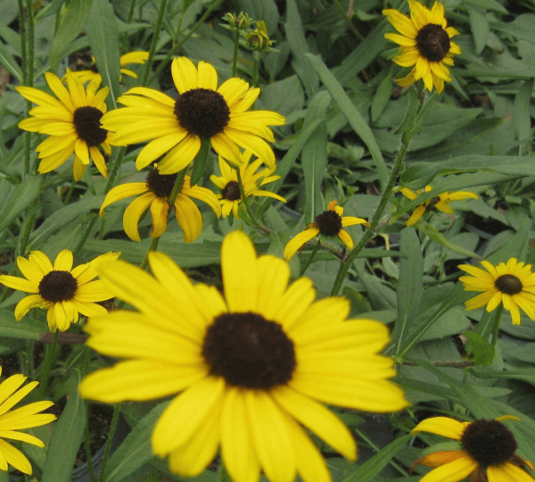 1 gallon - Little Suzy Black-Eyed Susan (RUDBECKIA FULGIDA LITTLE SUZY) - 1 gallon - 1 gallon