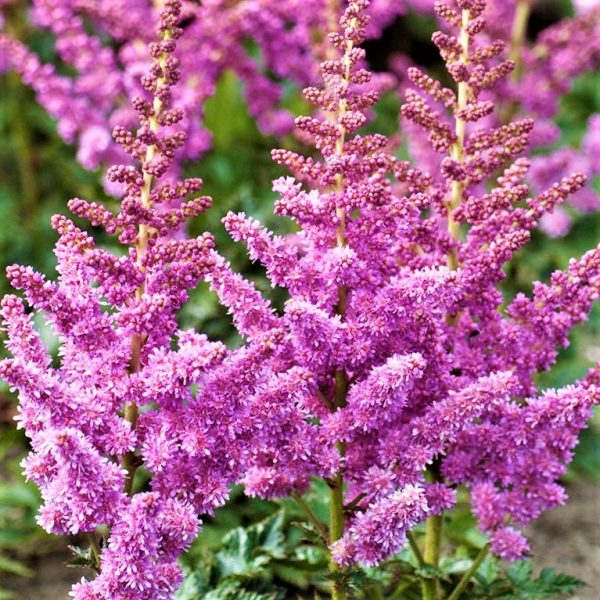 1 gallon - Little Vision In Purple Astilbe (ASTILBE LITTLE VISION IN PURPLE) - 1 gallon - 1 gallon