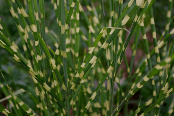 1 gallon - Little Zebra Maiden Grass (GRASS - M. S. LITTLE ZEBRA) - 1 gallon - 1 gallon