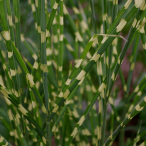3 gallon - Little Zebra Maiden Grass (GRASS - M. S. LITTLE ZEBRA) - 3 gallon - 3 gallon