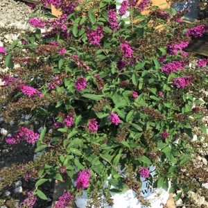 3 gallon - Lo & Behold Ruby Chip® Butterfly Bush (BUDDLEIA LO-BEHOLD RUBY CHIP) - 3 gallon - 3 gallon