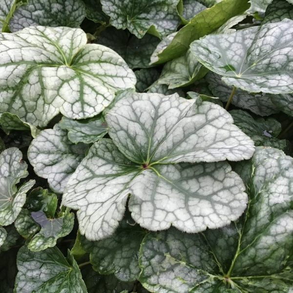 1 gallon - Long-flowered Alumroot (HEUCHERA LONGIFLORA) - 1 gallon - 1 gallon