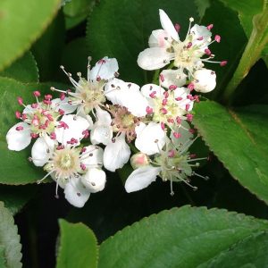 Low Scape Mound® Chokeberry (ARONIA LOW SCAPE MOUND)