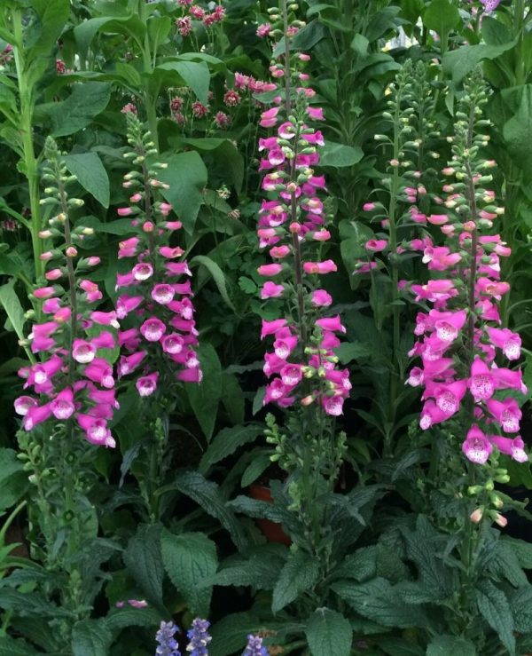 1 gallon - Lucas Foxglove (DIGITALIS LUCAS PINK) - 1 gallon - 1 gallon