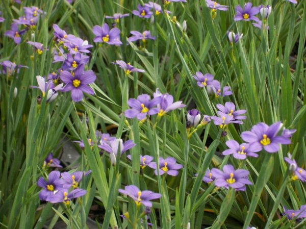 1 gallon - Lucerne Blue Eyed Grass (SISYRINCHIUM LUCERNE) - 1 gallon - 1 gallon