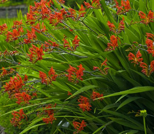 1 gallon - Lucifer Montbretia (CROCOSMIA X C. LUCIFER) - 1 gallon - 1 gallon