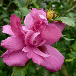 3 gallon 18" - Lucy Rose of Sharon (HIBISCUS S. MIXED COLOR) - 3 gallon 18" - 3 gallon 18"