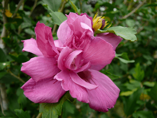 3 gallon 18" - Lucy Rose of Sharon (HIBISCUS S. MIXED COLOR) - 3 gallon 18" - 3 gallon 18"