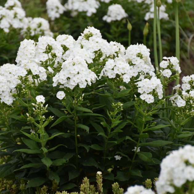 1 gallon - Luminary® 'Backlight' Tall Garden Phlox (PHLOX P. LUMINARY BACKLIGHT) - 1 gallon - 1 gallon