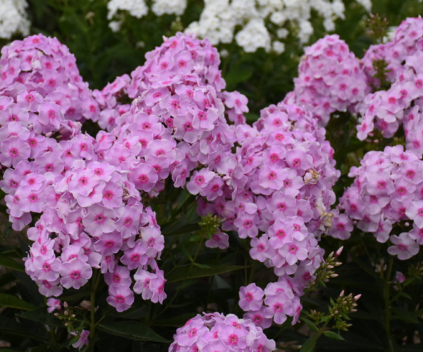 1 gallon - Luminary® 'Opalescence' Tall Garden Phlox (PHLOX PAN. LUMINARY OPALESCENCE) - 1 gallon - 1 gallon
