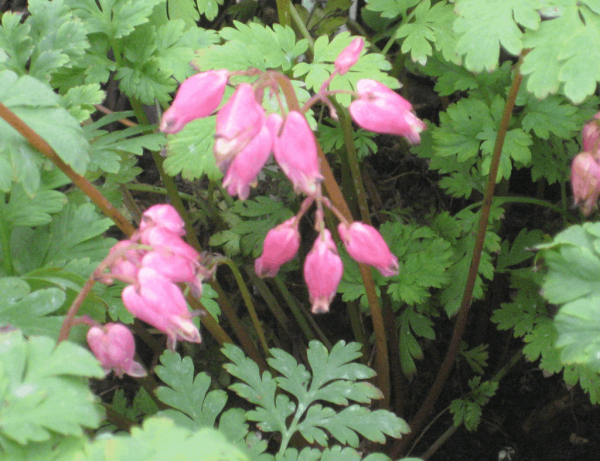 1 gallon - Luxuriant Bleeding Heart (DICENTRA X F. LUXURIANT) - 1 gallon - 1 gallon