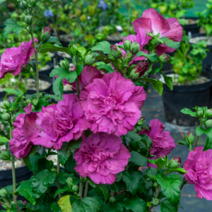 3 gallon 18" - Magenta Chiffon® Rose of Sharon (HIBISCUS S. MAGENTA  CHIFFON) - 3 gallon 18" - 3 gallon 18"