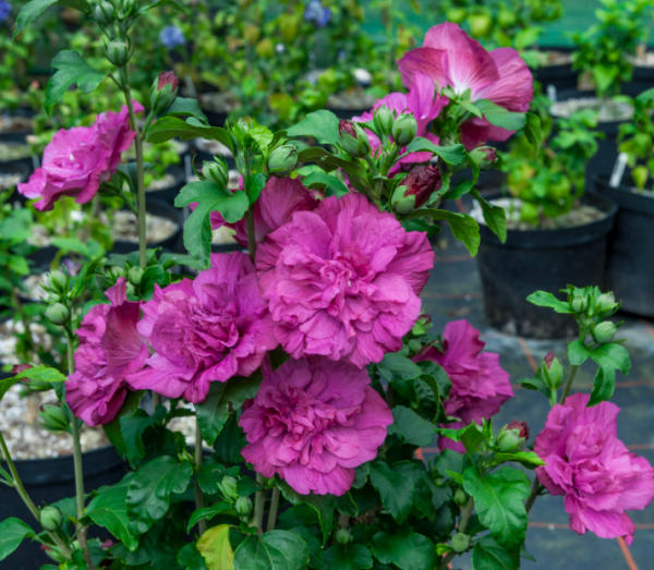 3 gallon 18" - Magenta Chiffon® Rose of Sharon (HIBISCUS S. MAGENTA  CHIFFON) - 3 gallon 18" - 3 gallon 18"