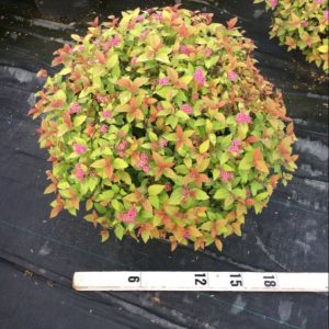3 gallon 15" - Magic Carpet Spiraea (SPIRAEA JAP. MAGIC CARPET) - 3 gallon 15" - 3 gallon 15"