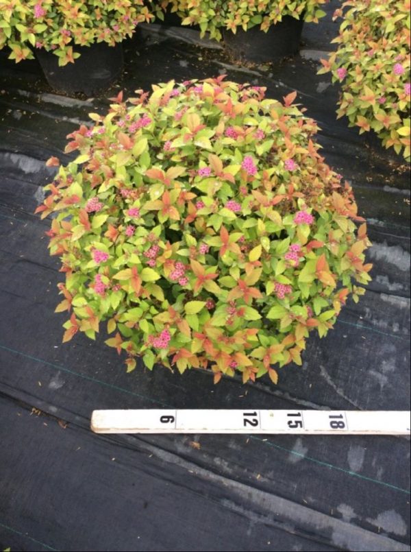 3 gallon 15" - Magic Carpet Spiraea (SPIRAEA JAP. MAGIC CARPET) - 3 gallon 15" - 3 gallon 15"