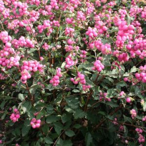 3 gallon 15" - Magical® Galaxy Snowberry (SYMPHORICARPOS SWEET SENSATION) - 3 gallon 15" - 3 gallon 15"