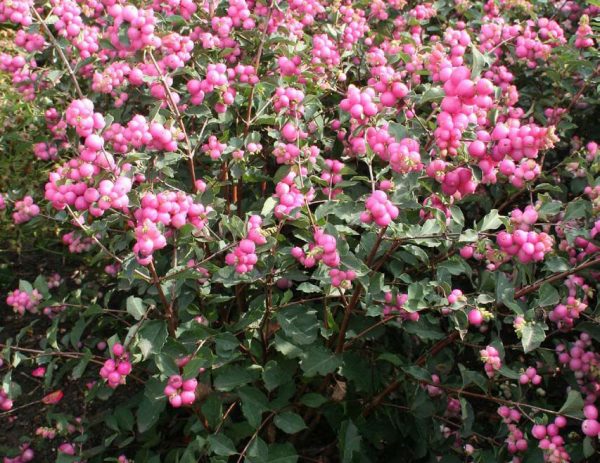 3 gallon 15" - Magical® Galaxy Snowberry (SYMPHORICARPOS SWEET SENSATION) - 3 gallon 15" - 3 gallon 15"