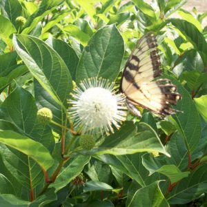 3 gallon 15" - Magical® Moonlight ButtonBush (CEPHALANTHUS MAGICAL MOONLIGHT) - 3 gallon 15" - 3 gallon 15"