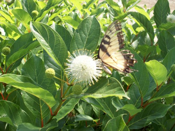 3 gallon 15" - Magical® Moonlight ButtonBush (CEPHALANTHUS MAGICAL MOONLIGHT) - 3 gallon 15" - 3 gallon 15"