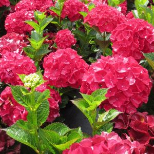 2 gallon - Magical® Ruby Red Hydrangea (HYDRANGEA MACROPHYLLA ‘KOLMARU’) - 2 gallon - 2 gallon
