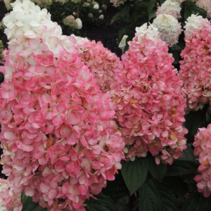 3 gallon - Magical® Ruby Snow Hydrangea  (HYDRANGEA P  RUBY SNOW) - 3 gallon - 3 gallon