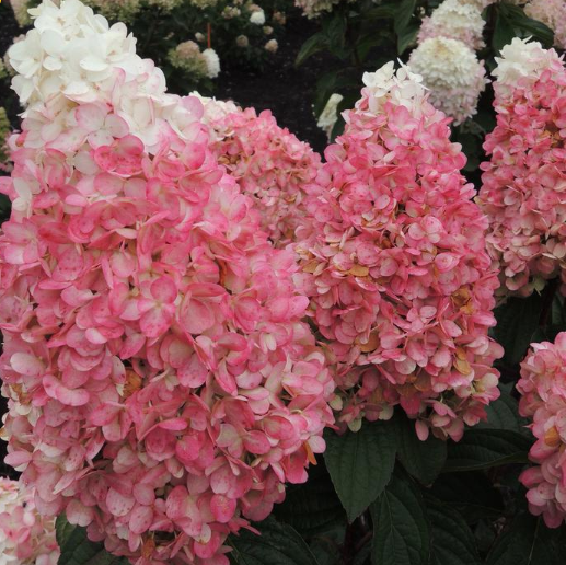 3 gallon - Magical® Ruby Snow Hydrangea  (HYDRANGEA P  RUBY SNOW) - 3 gallon - 3 gallon
